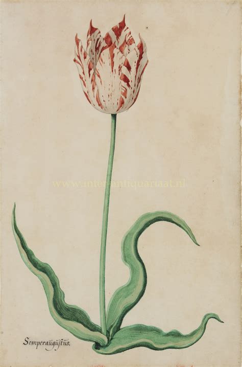 Semper Augustus tulip 17th century drawing Pieter Holsteyn