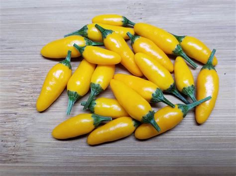 Yellow Pequin Pepper plants | Super Hot Chiles