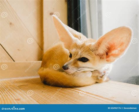 Fennec fox as a pet. stock photo. Image of tame, brown - 65496176