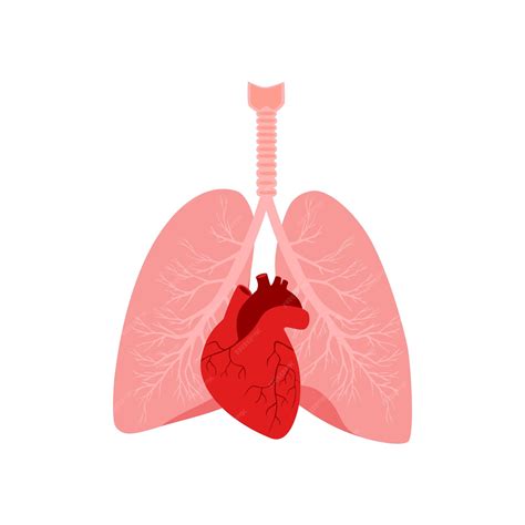 Premium Vector | Heart and lungs internal organs in a male human body ...
