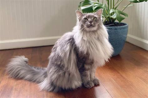 Ragdoll Cat Maine Coon Cross at Ava Oliver blog