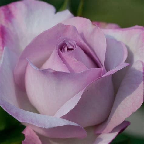 Nicole Carol Miller Potted Rose Bush - Grace Rose Farm