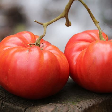 'German Pink': the tomato that started it all - SeedSavers