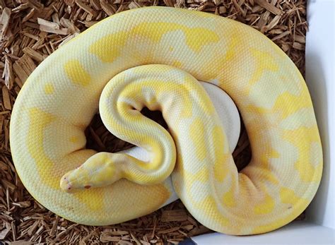 Yellow Belly Enchi Albino Pied Ball Python by KD Selective Creations ...