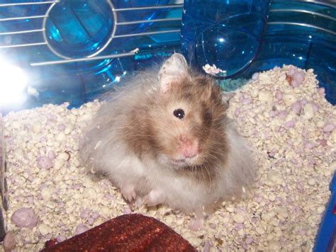 Baby Teddy Bear Hamster Colors at Frank Warner blog