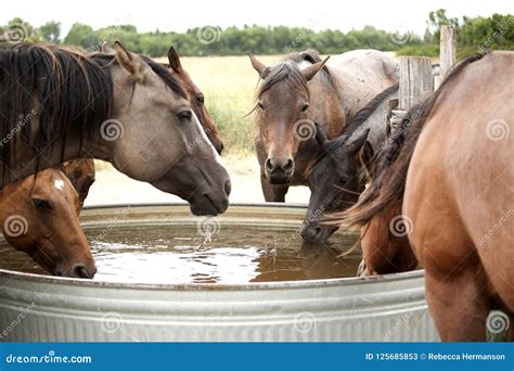 Horse Watering Tank at Jennifer Colbert blog