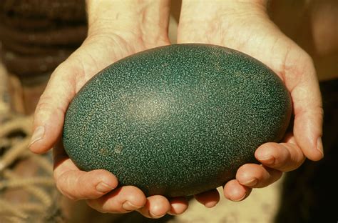 8 Natural Bird Eggs That Are More Spectacular Than Dyed