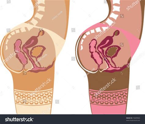 Anatomical Female Vagina Simplified Vector Drawing Stock Vector ...