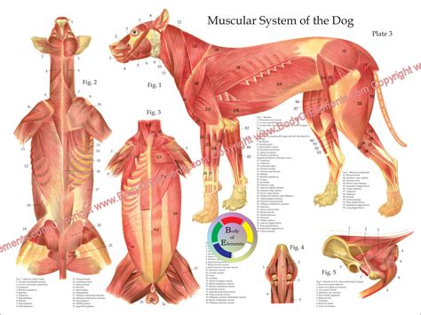 How Many Muscles Are In A Dogs Body