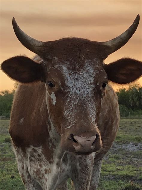 Which Breed are These Cows? | Page 2 | CattleToday.com - Cattle, Cow ...