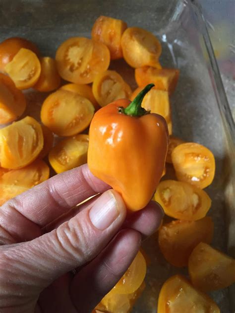 Habanero Orange Seeds - Intense Flavor - Extra Hot Pepper – Sandia Seed ...
