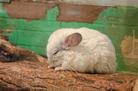 How Long Do Chinchillas Live As Pets — Exploratory Glory Media Travel ...