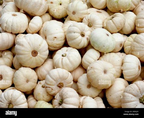 Edible Pumpkin, Baby Boo, White Sweetie Pie, White Mandarin Stock Photo ...