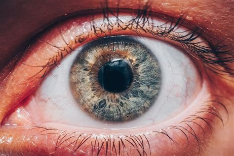 Human Eyeball