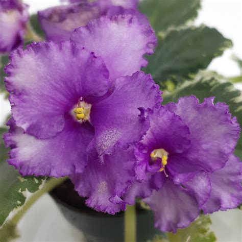 Penny Lover – bloomlovers.com