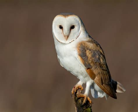 American Barn Owl - Nevada Department of Wildlife