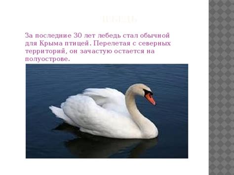 Птичий мир Крыма. Зимующие и перелетные птицы.