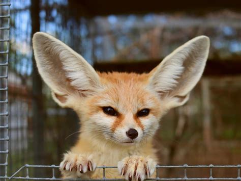 Should You Keep a Fennec Fox (Desert Fox) as a Pet?