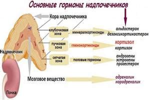 Заболевание надпочечников у женщин: первые симптомы
