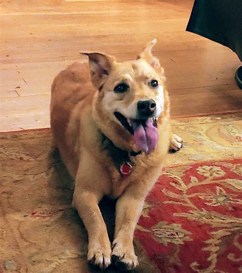 35 Top Photos Craigslist Dc Pet Adoption / Pets For Sale Craigslist ...