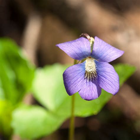 Are Violets Edible – Wild Violet Flower Uses In The Kitchen | Almanac.com