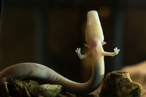 Höhle Postojna (Adelsberger Grotte) - Slowenien Reiseführer √
