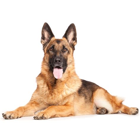 Dog German Shepherd German Shepherd Dog Breed Information And Pictures