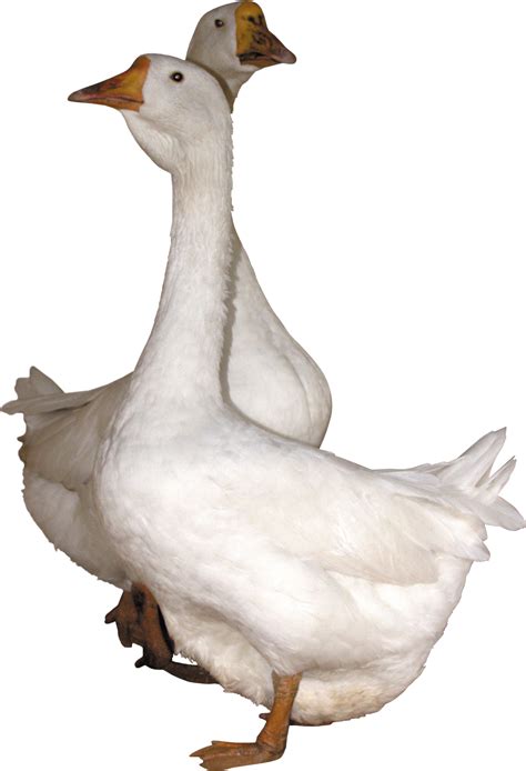 Гусь PNG