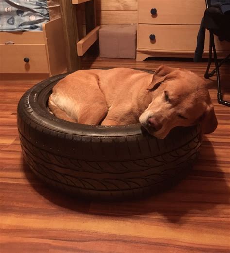 Dog bed made from a tire. | Dog bed, How to make bed, Dogs