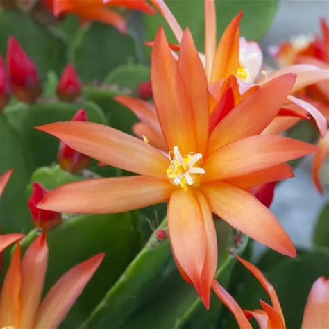 Amazon.com : Orange Easter Cactus Plant, Spring Cactus Houseplants ...