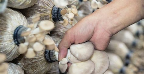 Trồng nấm cho hiệu quả kinh tế cao | baotintuc.vn