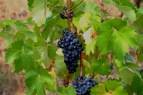 Grape - Pixie Cabernet Franc - Milaegers