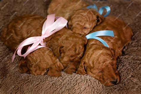 What Is Considered A Litter Of Puppies
