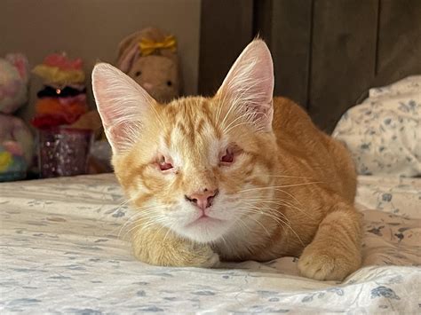 My cat was born without eyes. He just has empty, pink sockets. He’s healthy and happy and lives ...