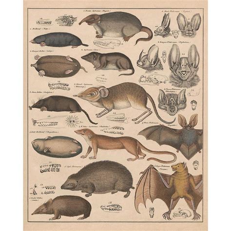 Mouse Species Identification