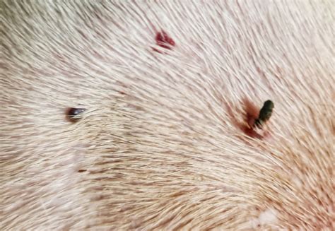 Are Black Skin Tags On Dogs Cancerous