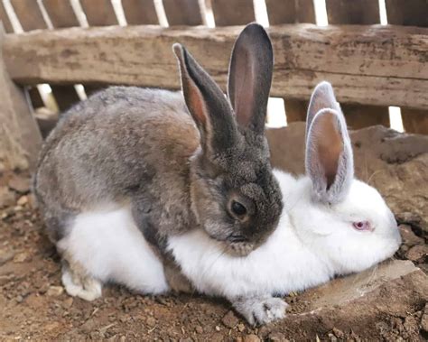 So, Why Do Rabbits Fall After Mating?