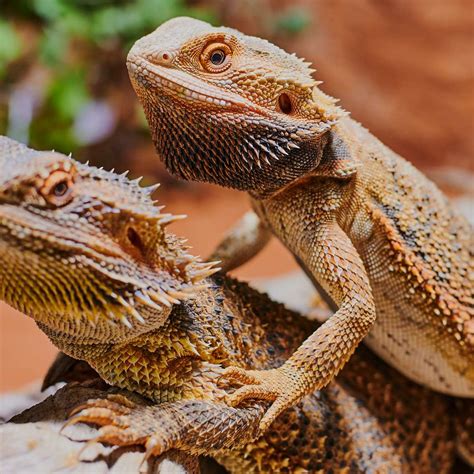 Why Is My Bearded Dragon Twitching