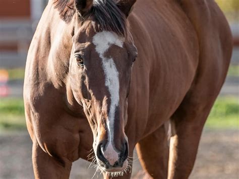 Horses With Horse Shaped Markings - The Equinest