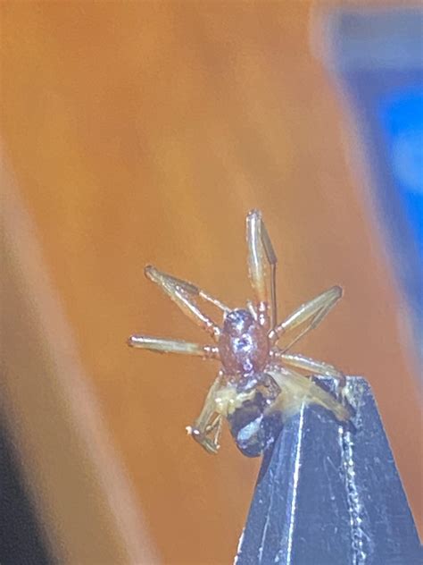 Brown recluse? Hobo? In Northern Oregon. : r/spiders