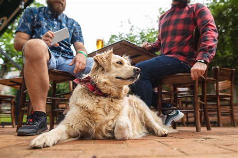 Pups, suds and grub: 16 dog-friendly bars, restaurants with patios in ...