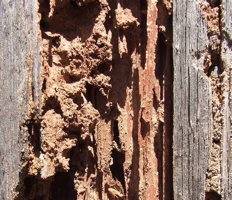 What Do Termites Look Like: 3 Ways to Identify These Dangerous Pests