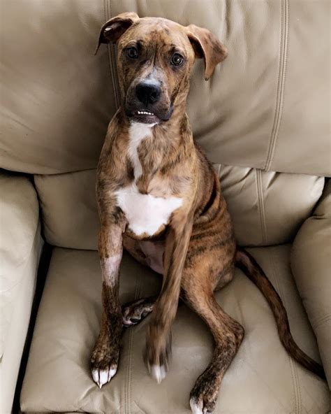 Pitbull Boxer Mix - 10 Important Facts About (Bullboxer) ⋆ American ...