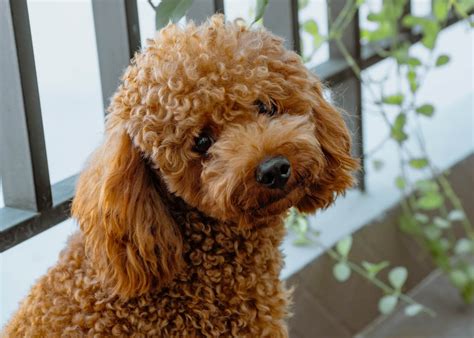 Hypoallergenic Dog Breeds List With Pictures
