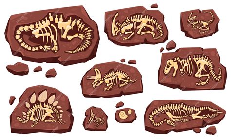 Premium Vector | Layer of earth with fossil bones Archaeological ...