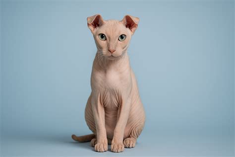 Ukrainian Levkoy Cat Breed: Wrinkled, Hairless, and Full of Charm