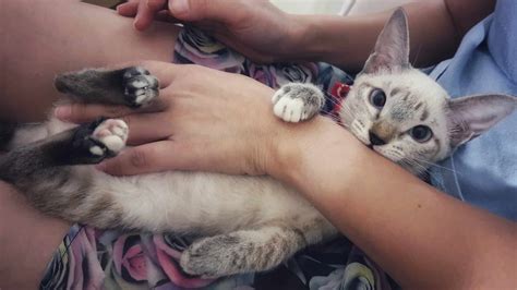 Aggression in Cats: Understanding the Causes and Solutions - Just Cats Clinic