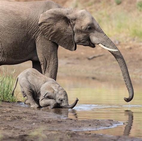 Pin by Karen Gummersbach on Mom art in 2024 | Majestic animals, Cute ...