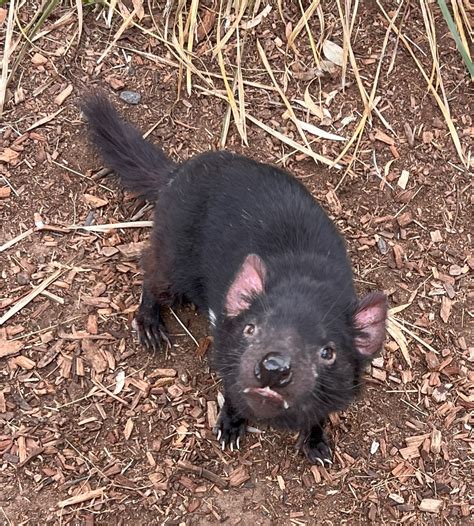 Tackling Transmissible Cancers: Innovations in Tasmanian Devil ...