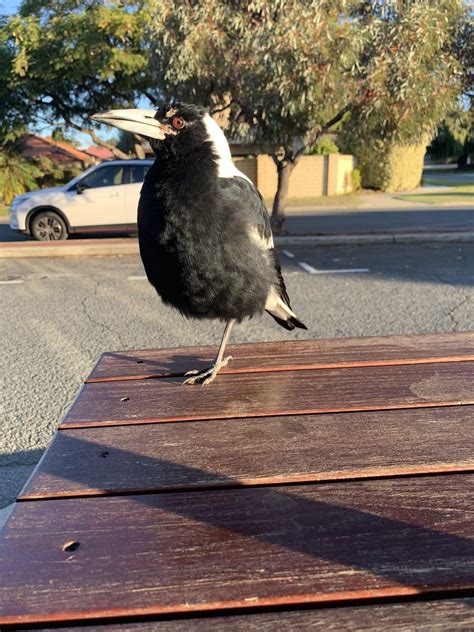 Australian magpie named Jupiter. : r/absoluteunit